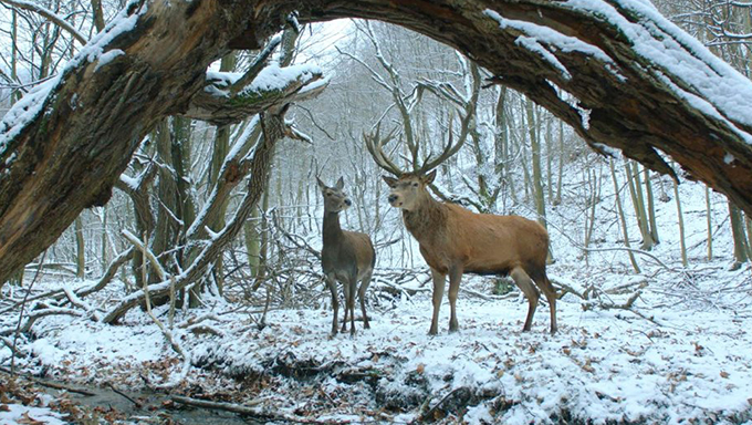 3 berlinale berlinale posmumowanie pokot on body and soul the aprty zoty niedzwiedz