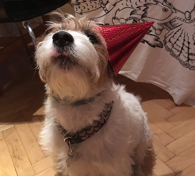 2 felieton pies zamiast dziecka pies dog life