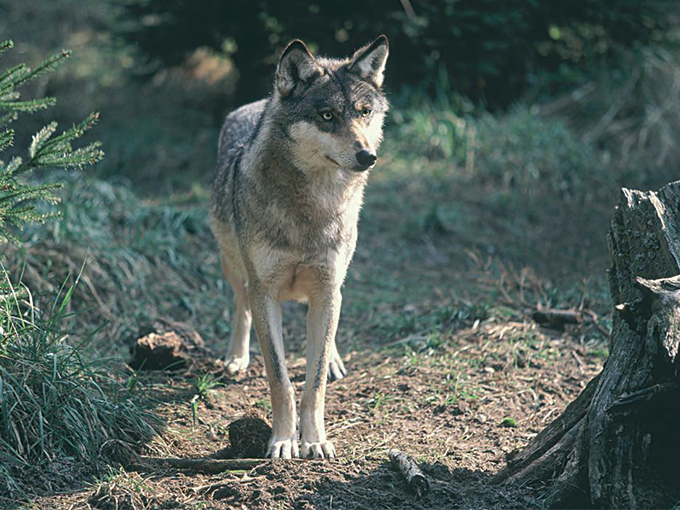 greenpeace puszcza bialowieska i love puszcza ekologia aktywisci eko eco green