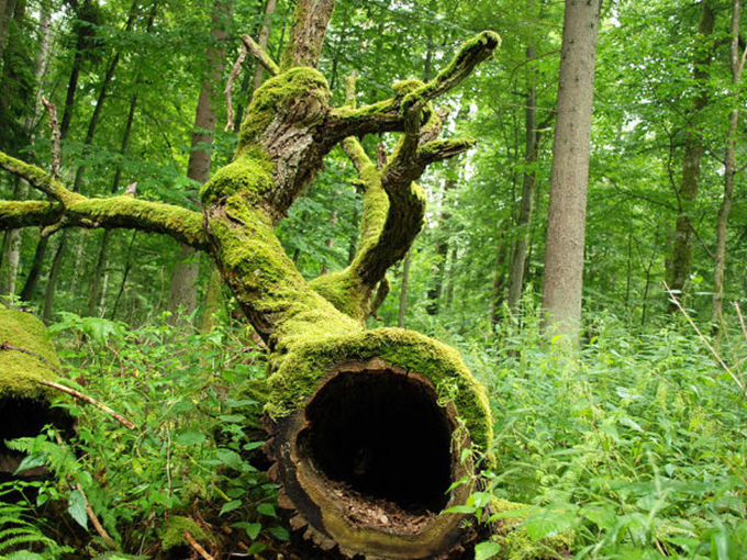 greenpeace puszcza bialowieska i love puszcza ekologia aktywisci eko eco green 2
