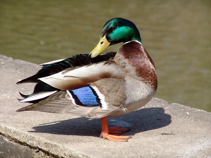 duck