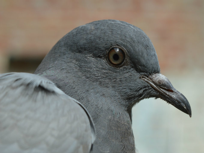 pigeon 380221 1920