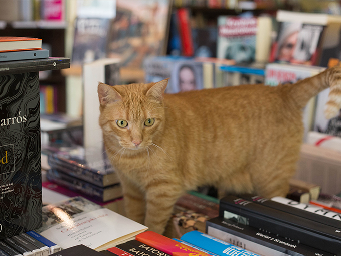 2 reading room book store ksiegarnia na pieterku kot cat ksiazki wywiad