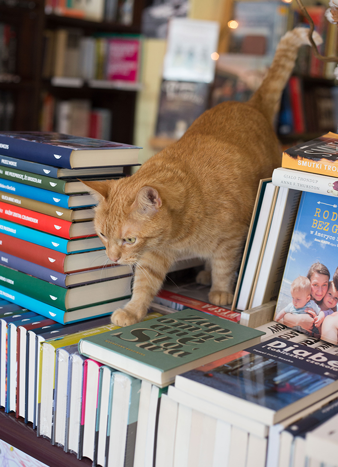 6 reading room book store ksiegarnia na pieterku kot cat ksiazki wywiad