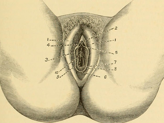 1 3D clitoris education educkacja seks educkacja szkoa school